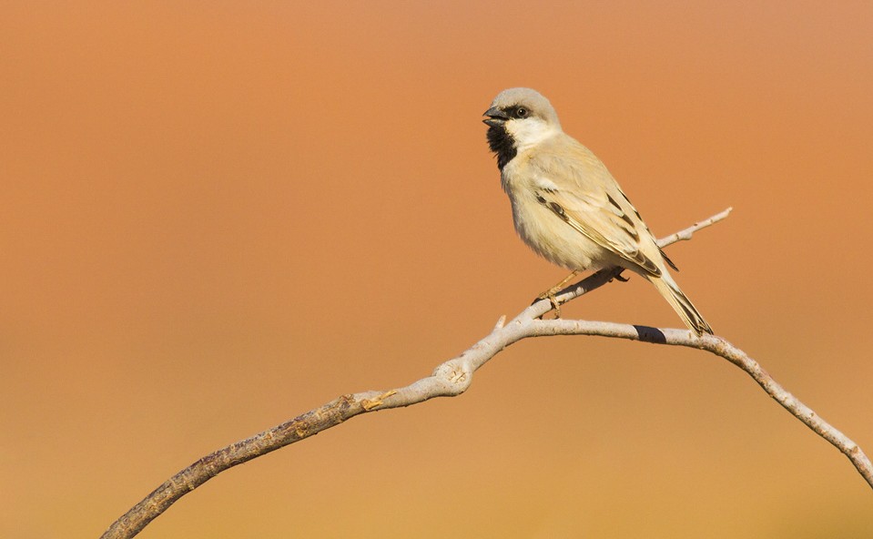 The Beautiful Birds Of Zaer Forest